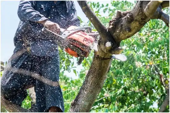 tree services Easton